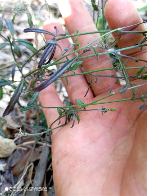 Flowering Plants From Cooloola Excl Gympie Au Ql Au On October