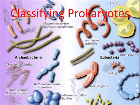 Bacteria Classification