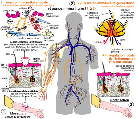 Résumé de Immunologie générale