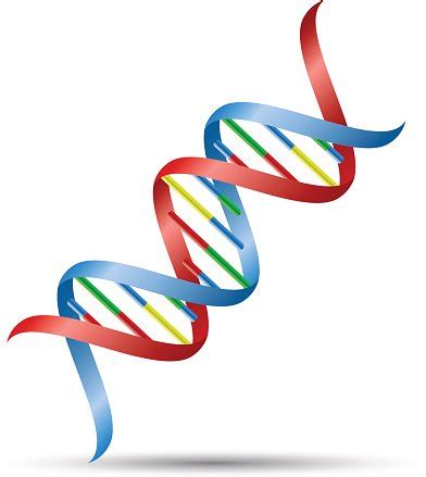 dna helix - Clip Art Library