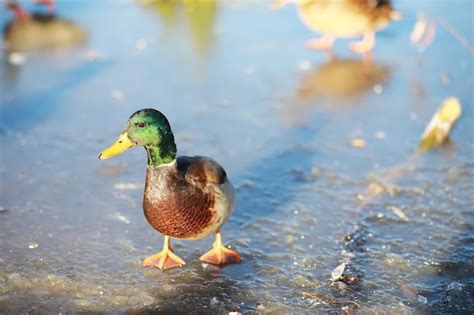 Los Patos Nadan En El Lago En Invierno Una Bandada De Patos Se Prepara