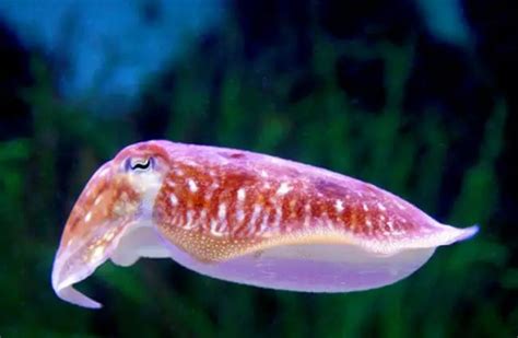 Cuttlefish - Description, Habitat, Image, Diet, and Interesting Facts