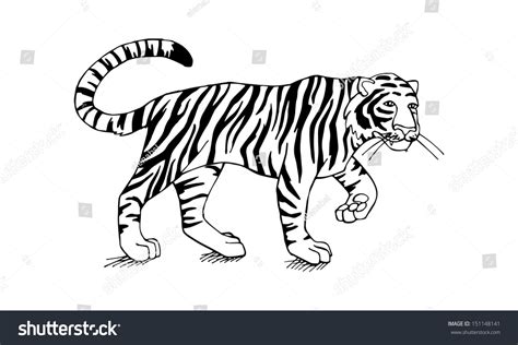 Hand Drawn Tiger Stock Vector Illustration 151148141 Shutterstock