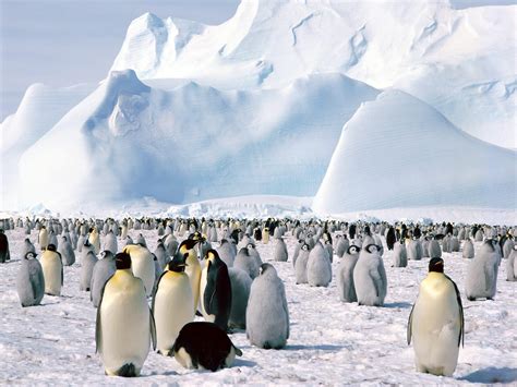 Emperor Penguins Antarctica - Wallpaper, High Definition, High Quality ...