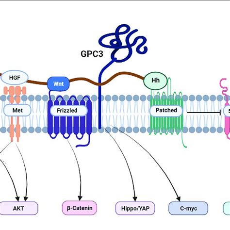 Gpc3 Targeted Therapy For Hcc Download Scientific Diagram