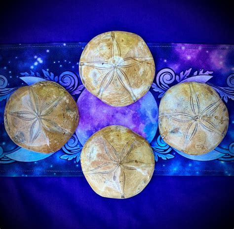 Fossil Sand Dollar Fossils and Minerals Past Life Recall - Etsy