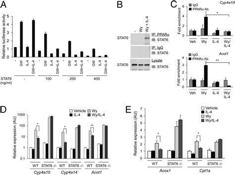 Il And Stat Inhibit Ppar Transcriptional Activity A Suppression