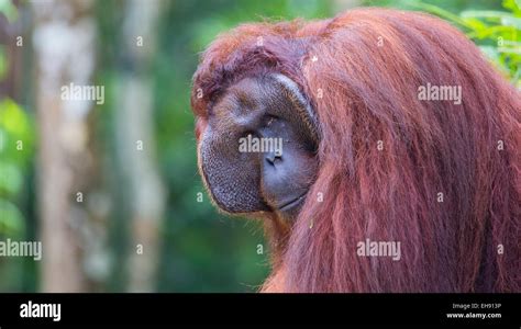 Alpha Male Orangutan Hi Res Stock Photography And Images Alamy