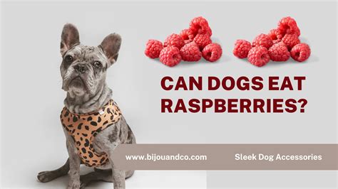 Can Dogs Eat Frozen Berries