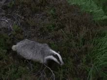 Badger Meme GIFs | Tenor