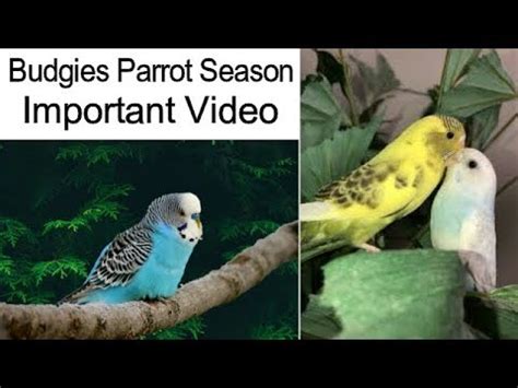 Budgies Parrot Season Important Tips Budgies Parrot Breeding Care