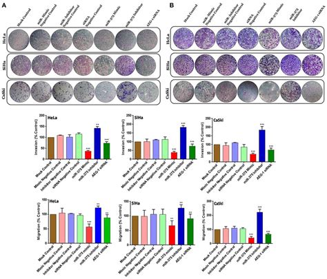 Mir 375 Suppressed The Invasion And Migration In Cervical Cancer Cells Download Scientific