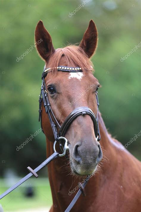 Hermosa Cara De Caballo De Pura Raza Retrato De Hermoso Semental Un