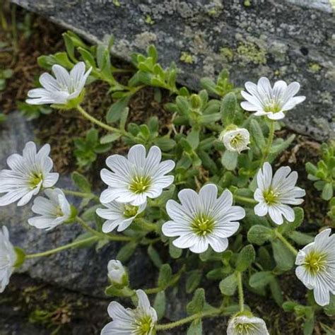 Le céraiste comment et où planter l oreille de souris Cerastium au