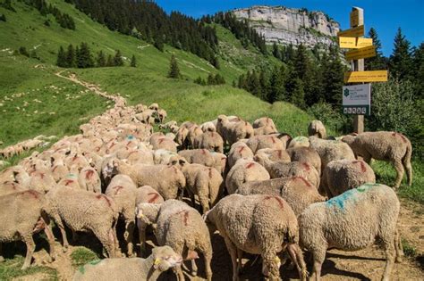 Premium Photo Sheep Standing On Hill