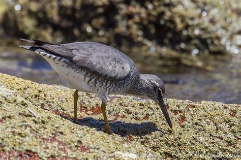 Censo de aves playeras conoce las especies más representativas del