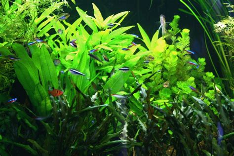 10 Gallon Aquascape Best Freshwater And Saltwater Planted Tank Style