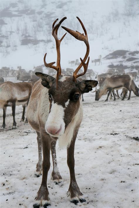 Photo of Reindeer in the Snow · Free Stock Photo