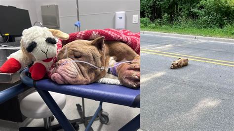 Dog Abandoned And Starved In East Gr Rescued By Neighbors