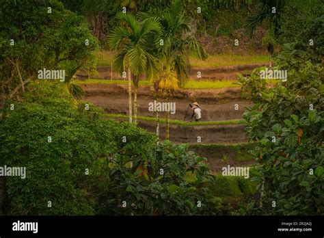 View Of Rice Field Workers In Tegallalang Rice Terrace UNESCO World