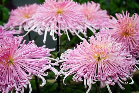 The Chrysanthemum Japans Fall Flower And Imperial Symbol Nippon