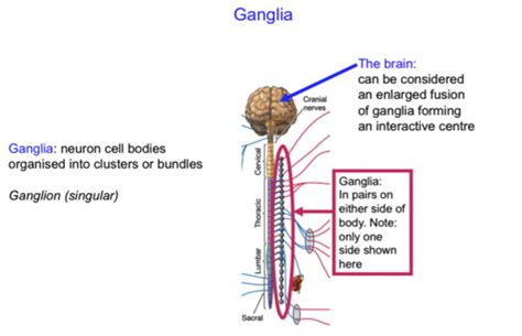 14and15 The Nervous System Flashcards Quizlet