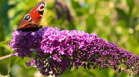 21 Different Butterfly Bush varieties For Your Garden