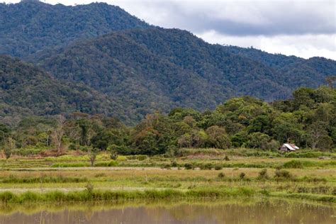 Borneo Jungle Trek - Tandem Lens