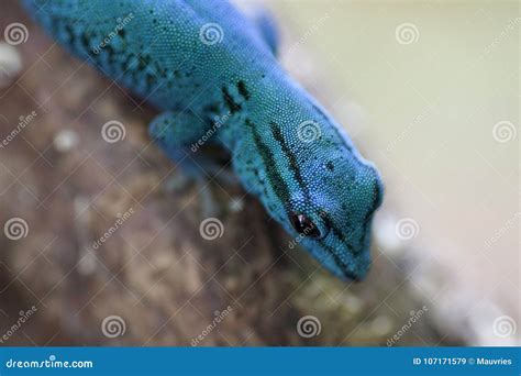 Blue electric day gecko stock image. Image of danger - 107171579