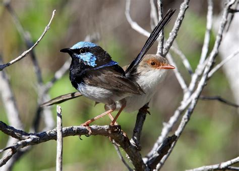 Photo Gallery Draft Artarmon Reserve Action Plan Have Your Say