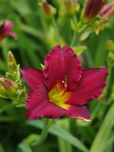 Hemerocallis Pardon Me Beth Chattos Plants And Gardens