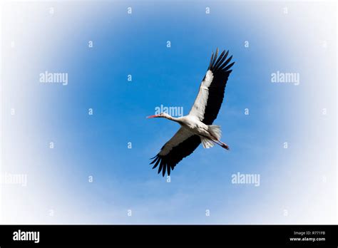 flying stork bird stock photo alamy