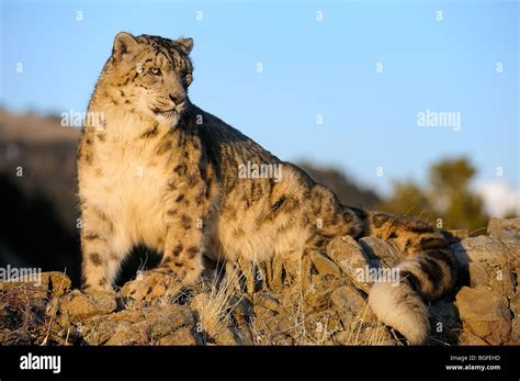 Snow leopard (Panthera uncia) - captive in alpine habitat, Bozeman ...