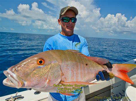 Mutton Snapper Alchetron The Free Social Encyclopedia