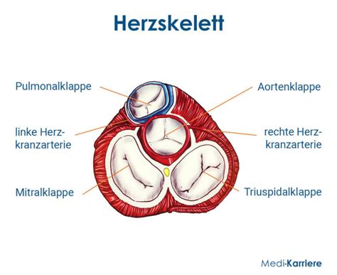 Herz Aufbau Funktion Krankheitsbilder Medi Karriere