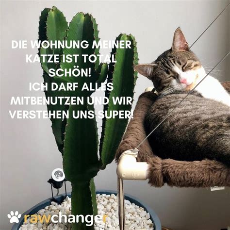 Rawchanger Katze Katzen Katzenliebe