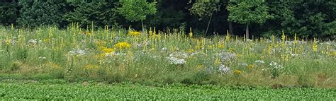 Biodiversit Tsf Rderung Moser Naturschutz