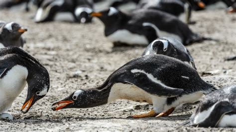 Gene Study Reveals Penguin Evolution To Marine Environments Shine News