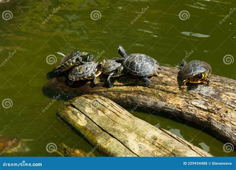 Tortugas Pintadas Flotando En Un Tronco En El Estanque Foto De Archivo