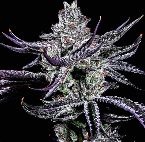 Lit Farms Pussy Wagon Heritage Seed Bank