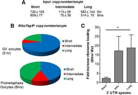 Maternal Mrnas With Distinct Utrs Define The Temporal Pattern Of