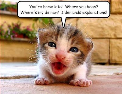 2 Cute Animal Pics: Kitten says - Feed me!