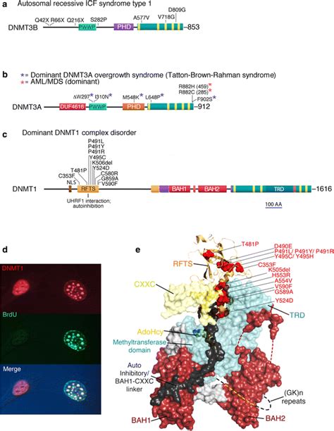 Each Of The Three Dnmt Genes Is Mutated In Specific And Diverse Human