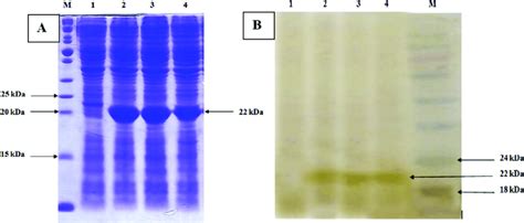 A Sds Page Analysis Of Total Cell Proteins Of Non Transformed E Coli