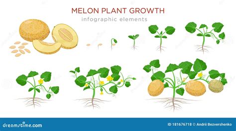 Melon Plant Growing Stages From Seeds Seedling Flowering Fruiting To