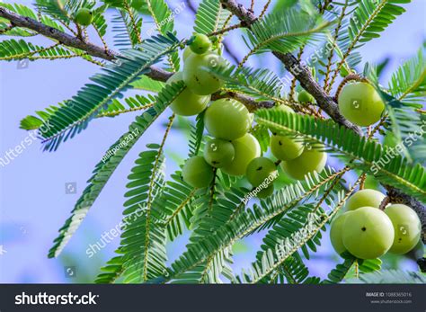 4,694 Phyllanthus Emblica Images, Stock Photos & Vectors | Shutterstock