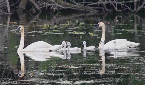 Trompeta De Cisne Descubre Hechos Fascinantes E Informaci