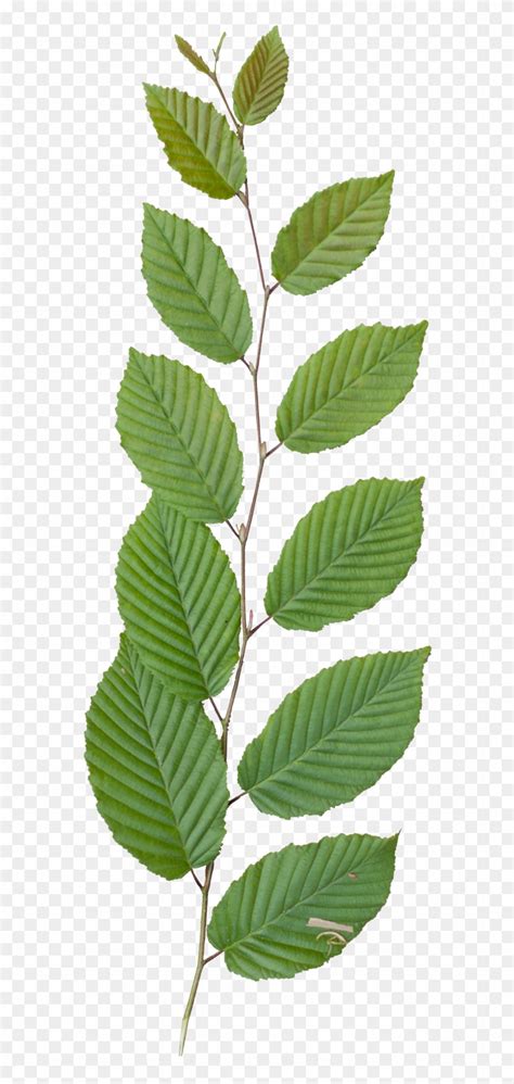 Vegetation Tree Branch Tree Branch Texture Png Transparent Png