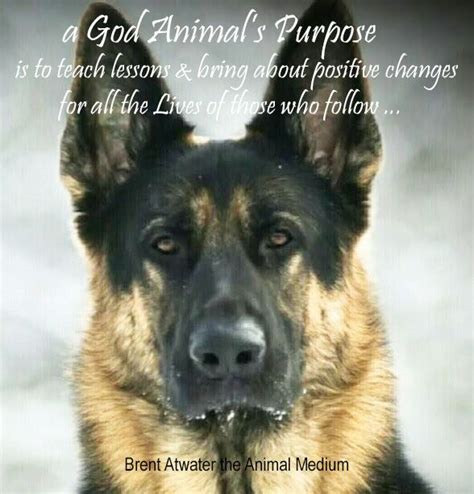 A Dog S Purpose Quotes - ShortQuotes.cc