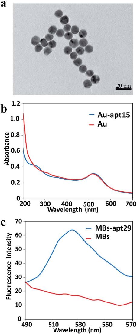 A The Tem Image Of Aunps B The Uv Vis Absorption Spectrum Of Aunps